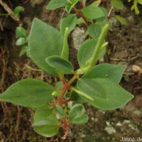 <i>Peperomia leptostachya</i> Hook. & Arn.